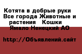 Котята в добрые руки - Все города Животные и растения » Кошки   . Ямало-Ненецкий АО